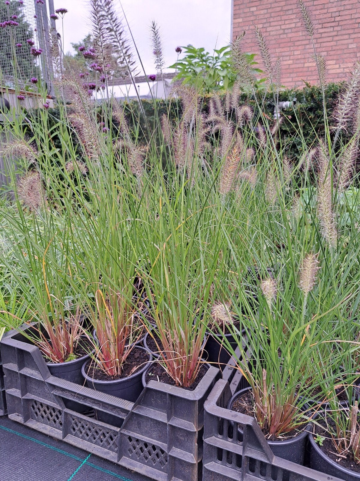 Pennisetum Hameln grassen, Ophalen, Volle zon, Vaste plant, Siergrassen