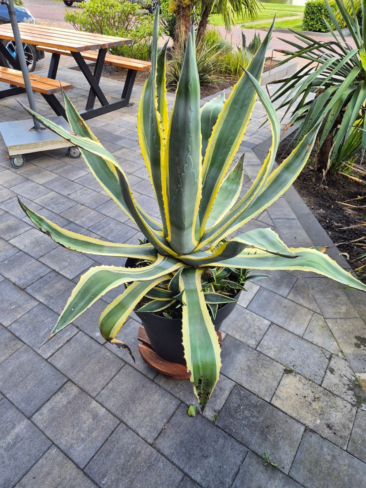 Agave americana in pot met houten onderstel op wielen., Ophalen, Bloeit niet, Overige soorten, Volle zon