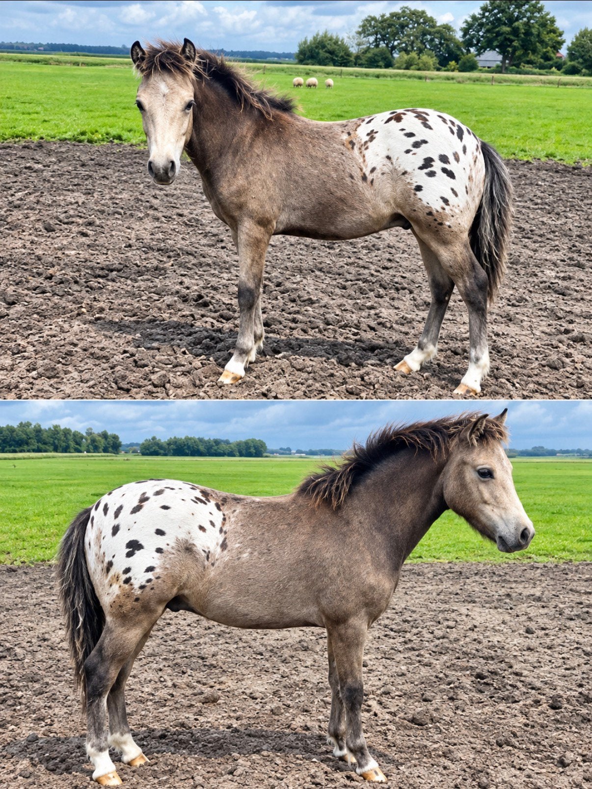 ‼️Bloed mooi valk appaloosa veulen‼️, Dieren en Toebehoren, Hengst, Niet van toepassing, B pony (1.17m tot 1.27m), 0 tot 2 jaar