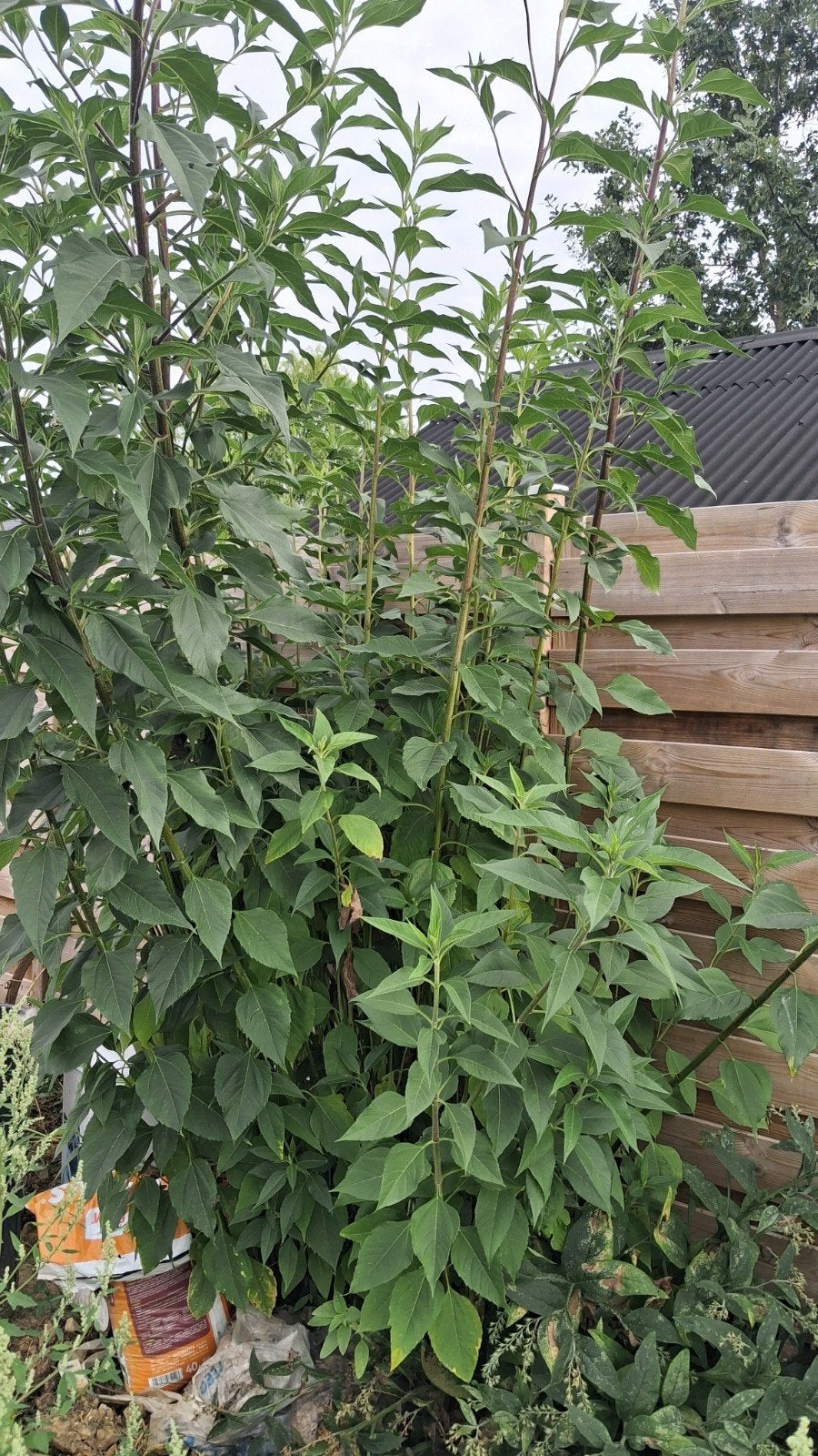 aardpeer topinamboer moestuin tuinplant, Ophalen, Volle zon, Overige soorten