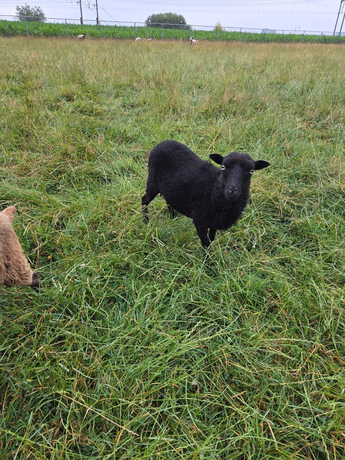 2 prachtige Ouessant schapen, Dieren en Toebehoren, Schapen, Geiten en Varkens, Vrouwelijk, Schaap, 0 tot 2 jaar