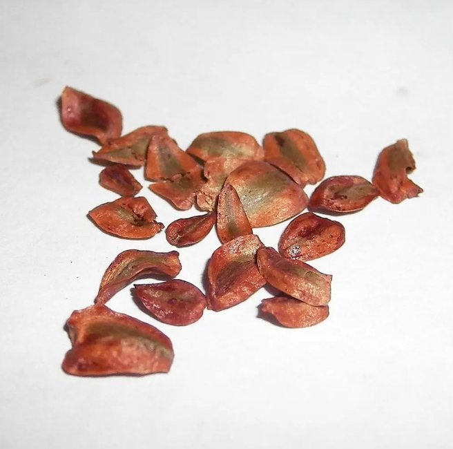 Coast Redwood (Sequoia Sempervirens) - 35 Seeds, Ophalen of Verzenden, Volle zon