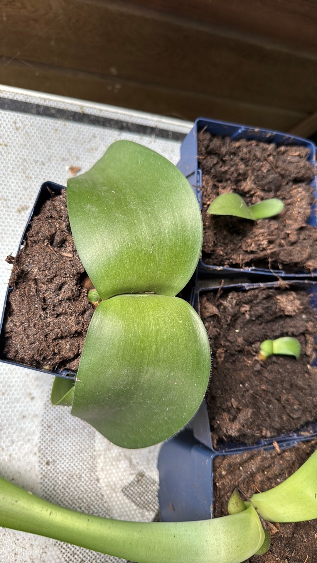 Poederkwast haemanthus albiflos, Overige soorten, Minder dan 100 cm, Bloeiende kamerplant, Halfschaduw