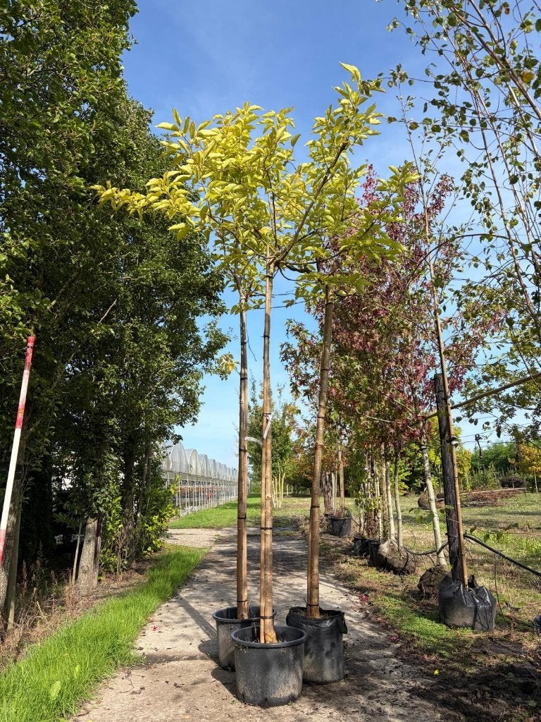 Moerbei  Morus alba Fruitless  outlet, Lente, Dakboom, 250 tot 400 cm, Ophalen