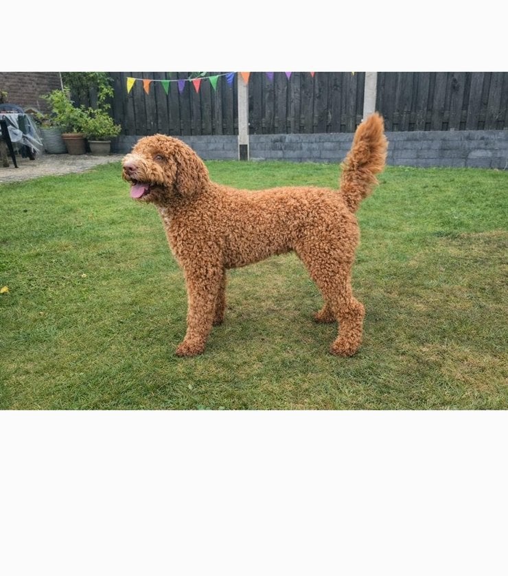Labradoodle puppy’s verwacht november, Overige rassen, 8 tot 15 weken, Meerdere, Meerdere dieren