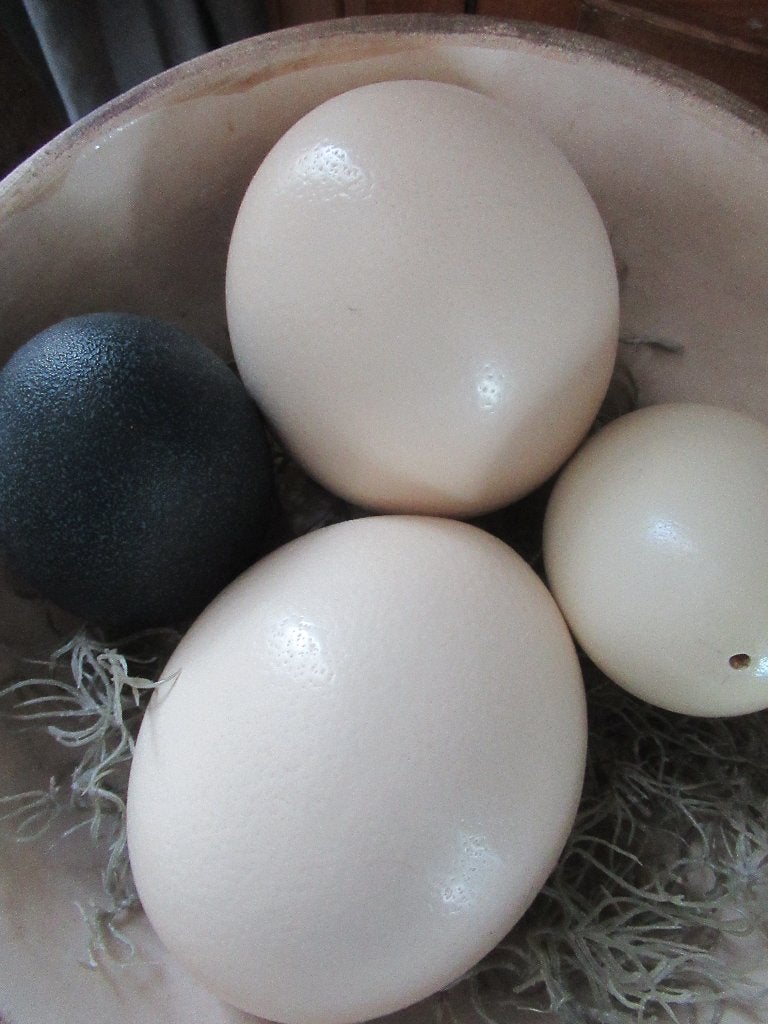 1 STRUISVOGEL EI uitgeblazen (heb er 2), Ophalen of Verzenden