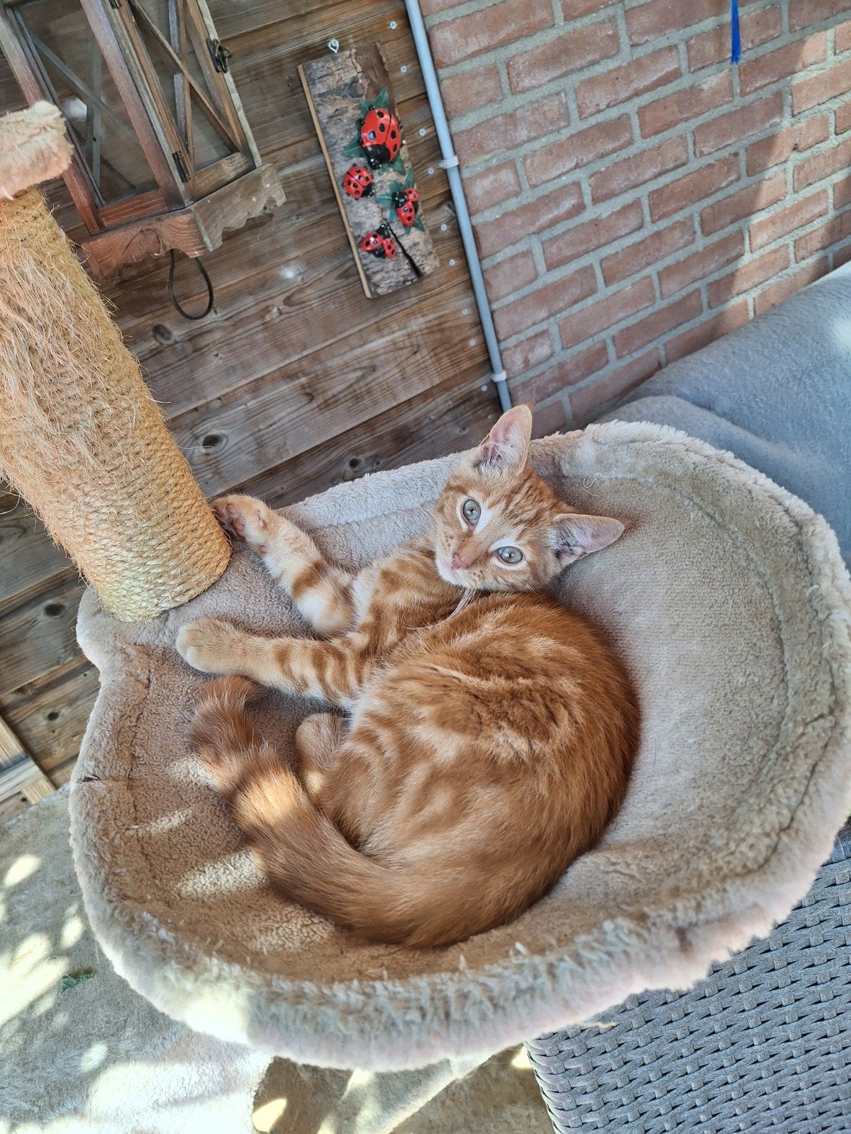 Vermist rode kater omgeving Duiven