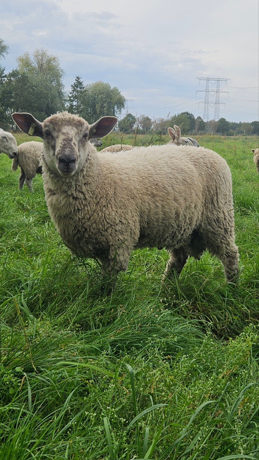 Bluefaced Leicester x Shropshire dekbok., Mannelijk, Schaap, 0 tot 2 jaar
