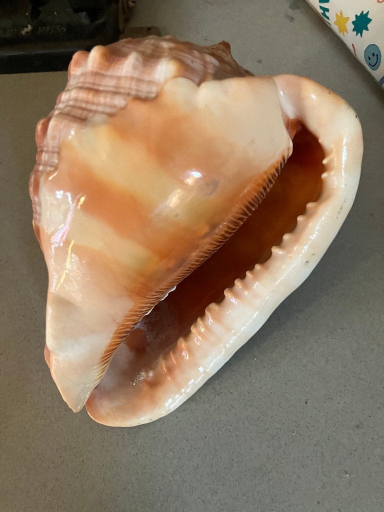 Cypraecassis rufa  - helmslakschelp, Ophalen of Verzenden, Schelp(en)