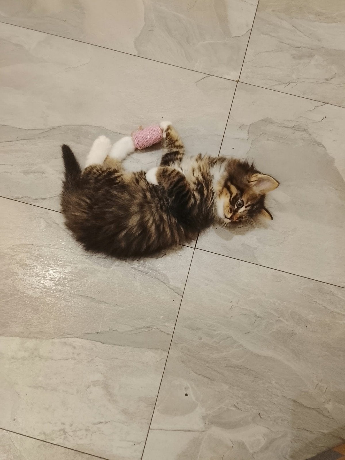 Ragdoll kittens, Dieren en Toebehoren, Kater, Ontwormd, 0 tot 2 jaar