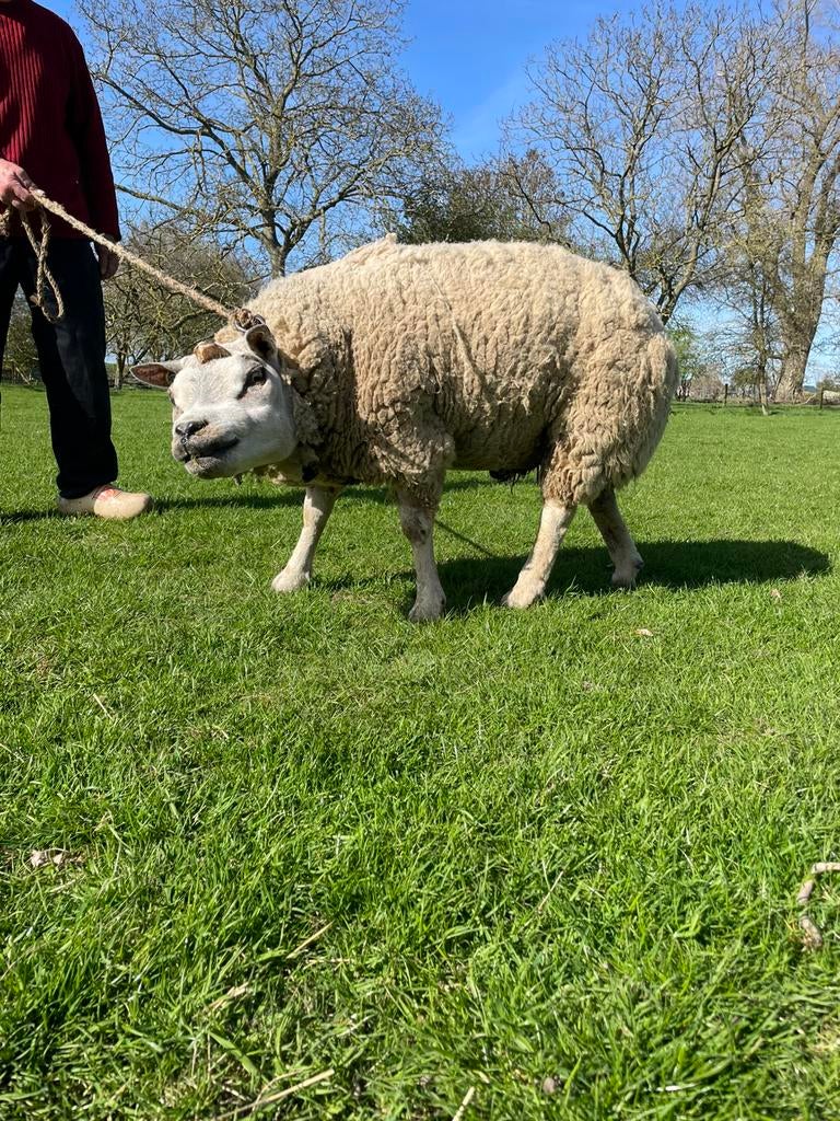 Mooie texelaar fokram geeft mooie nakomelingen, Dieren en Toebehoren, Mannelijk, Schaap