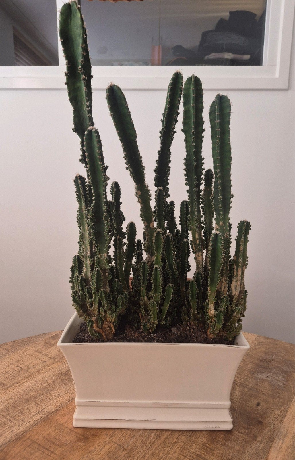 Euphorbia incl bloempot, Ophalen, Vetplant, In pot, Minder dan 100 cm