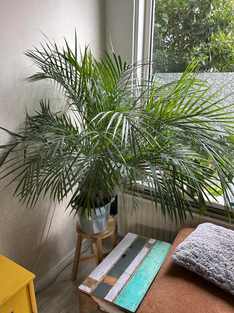 Grote Goudpalm - Ideaal voor Woonkamer, Tuin en Terras, Planten | Bomen, Bloeit niet, 100 tot 250 cm, Palmboom, Ophalen