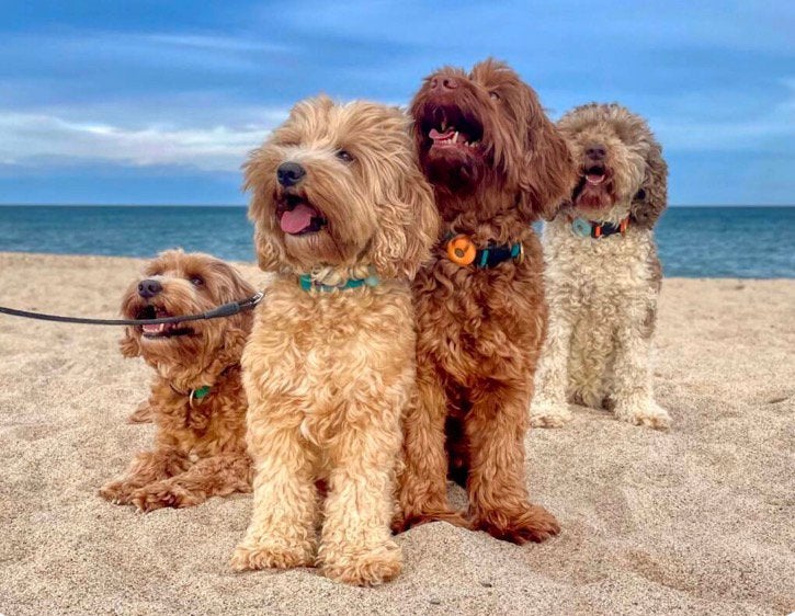 Gezocht een doodle / herplaatsing, Dieren en Toebehoren, Honden | Niet-rashonden, België, Particulier, Parvo, Meerdere dieren
