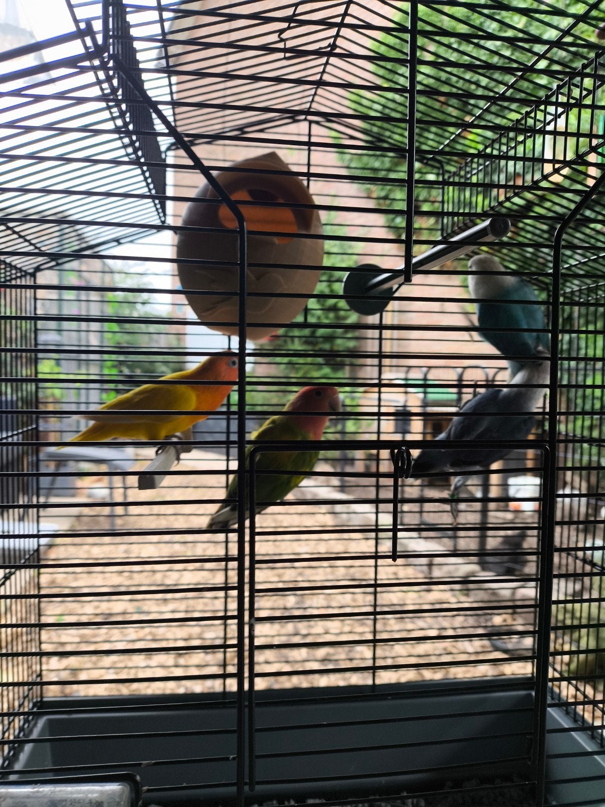 Agapornissen ,Bijna Gratis !!, Dieren en Toebehoren, Meerdere dieren, Dwergpapegaai of Agapornis