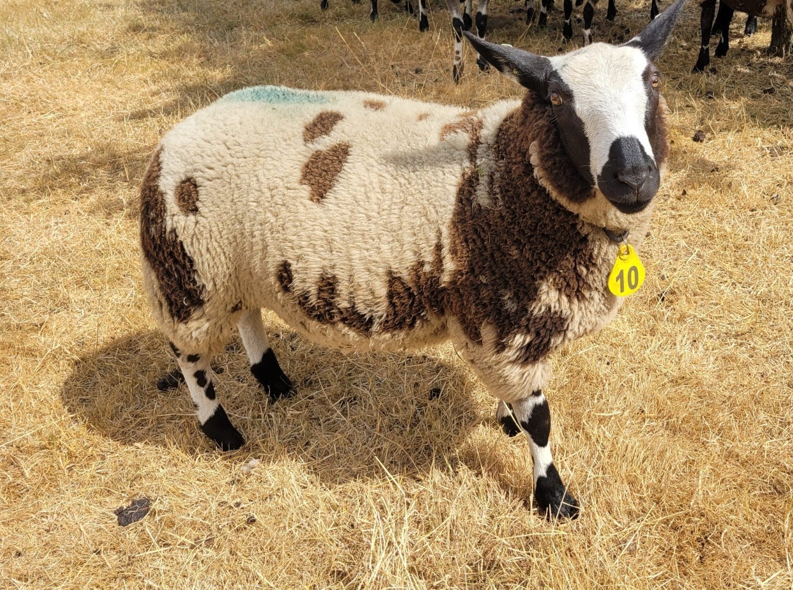 te koop luxe bonte ram, Dieren en Toebehoren, Schapen, Geiten en Varkens, Mannelijk, Schaap, 0 tot 2 jaar
