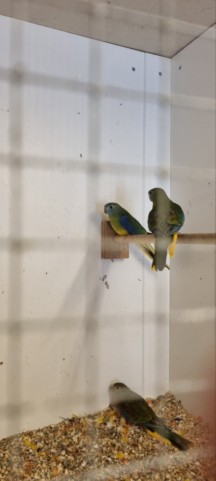Turquoisine van 2026, Dieren en Toebehoren, Meerdere dieren, Parkiet