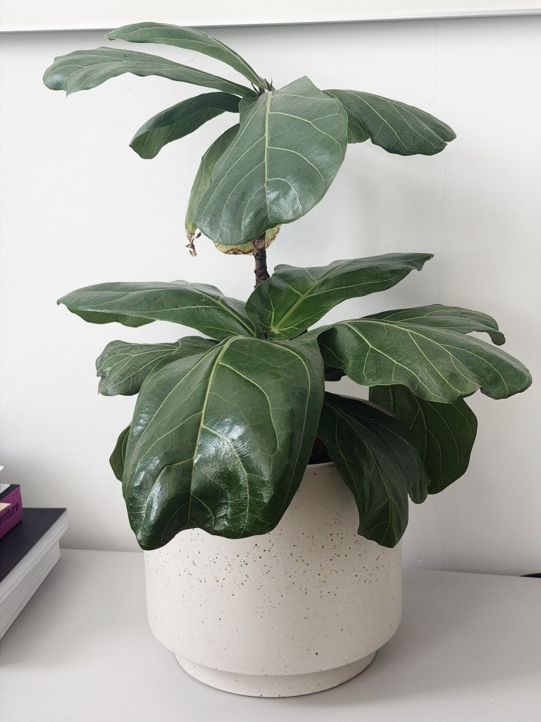 Ficus Lyrata in pot - Groene kamerplant, Huis en Inrichting, Kamerplanten, Ophalen, Ficus, Halfschaduw, In pot