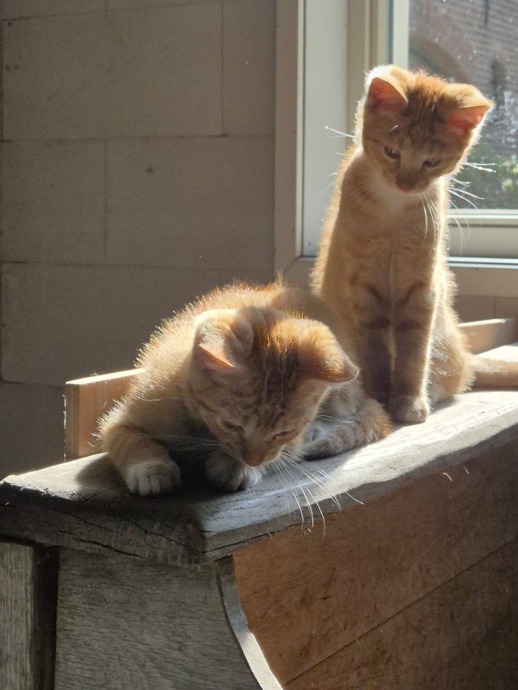 Prachtig kittens, Kater