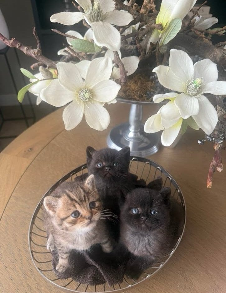 Prachtige britse korthaar kittens, Dieren en Toebehoren, Katten en Kittens | Raskatten | Korthaar, Meerdere dieren, Ontwormd