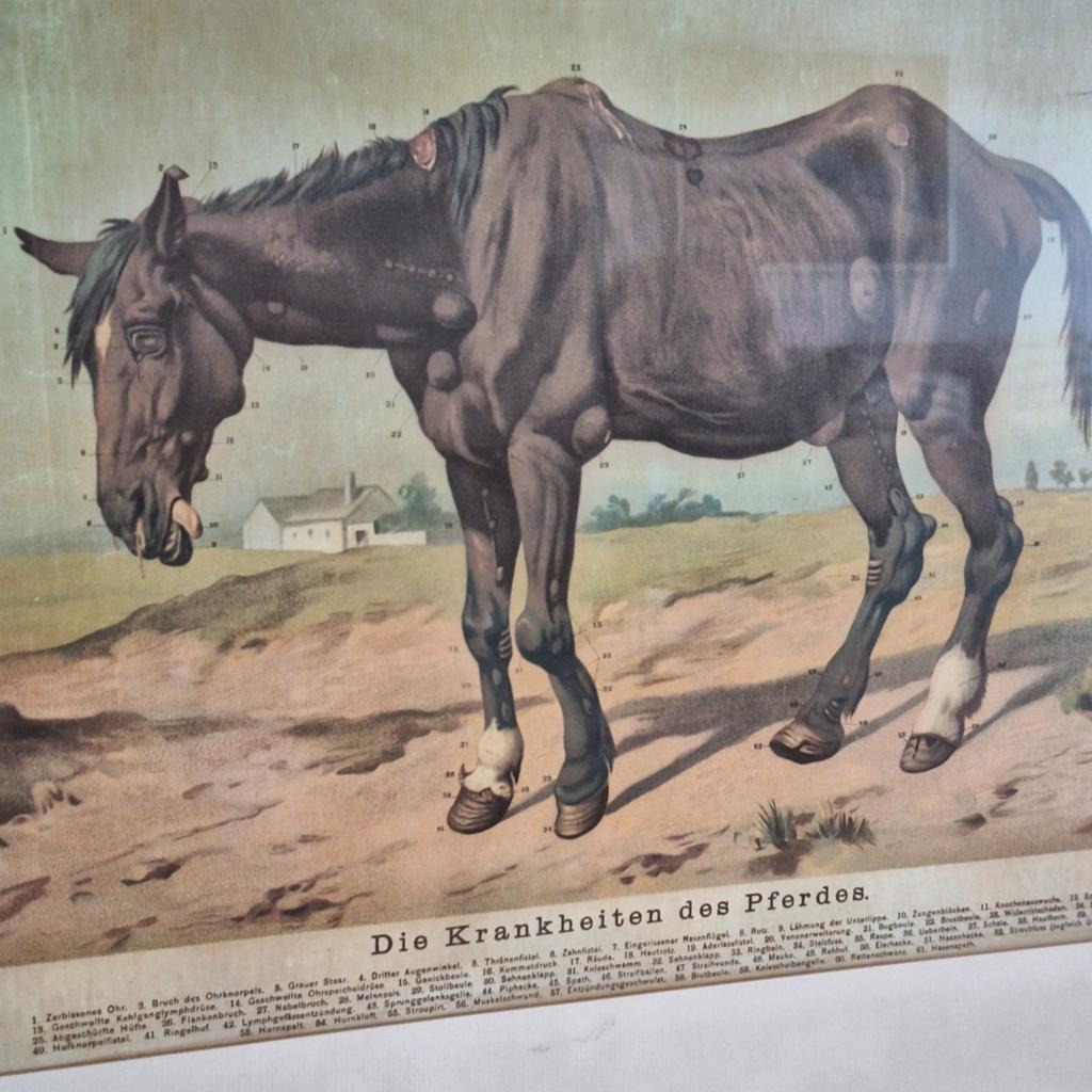 Die Krankheiten des Pferdes Mycofarm paard diergeneeskunde, Ophalen