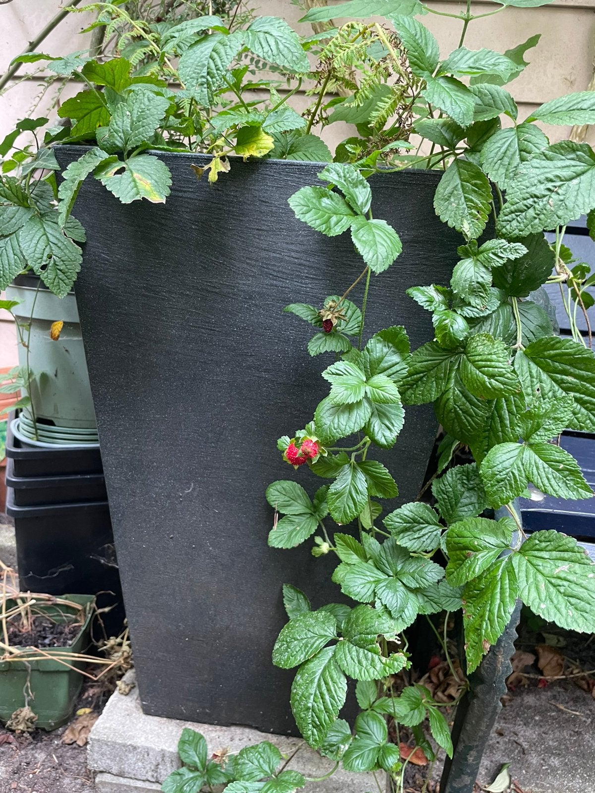 Mooie hoge bloempot met klimop & lonicera nitida. Schaduw!, Ophalen, Overige soorten, Halfschaduw