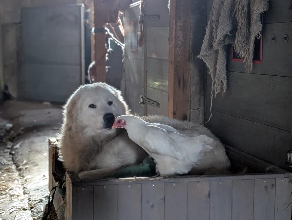 Prachtige Berghond van de Maremmen Puppies, Dieren en Toebehoren, Honden | Herdershonden en Veedrijvers, 8 tot 15 weken, Meerdere
