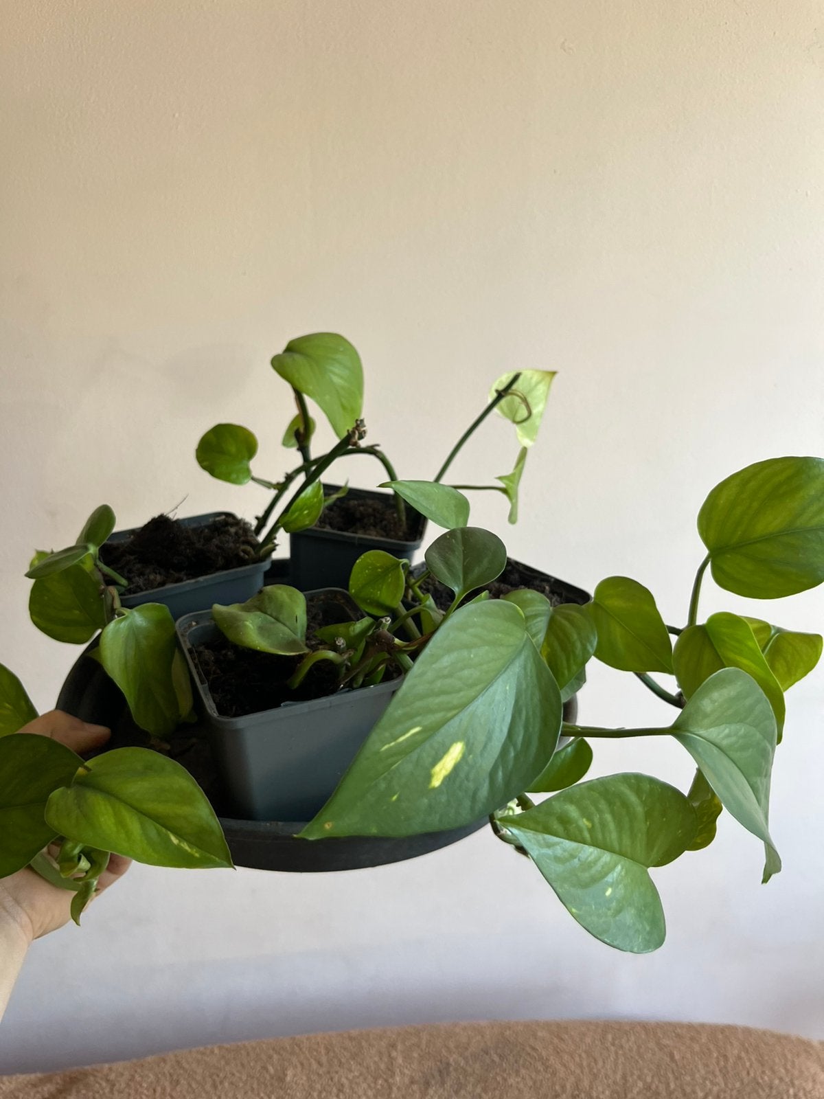 Epipremnum plantjes | goed aangeslagen | €2,-, Huis en Inrichting, Kamerplanten, Ophalen, Halfschaduw, Minder dan 100 cm