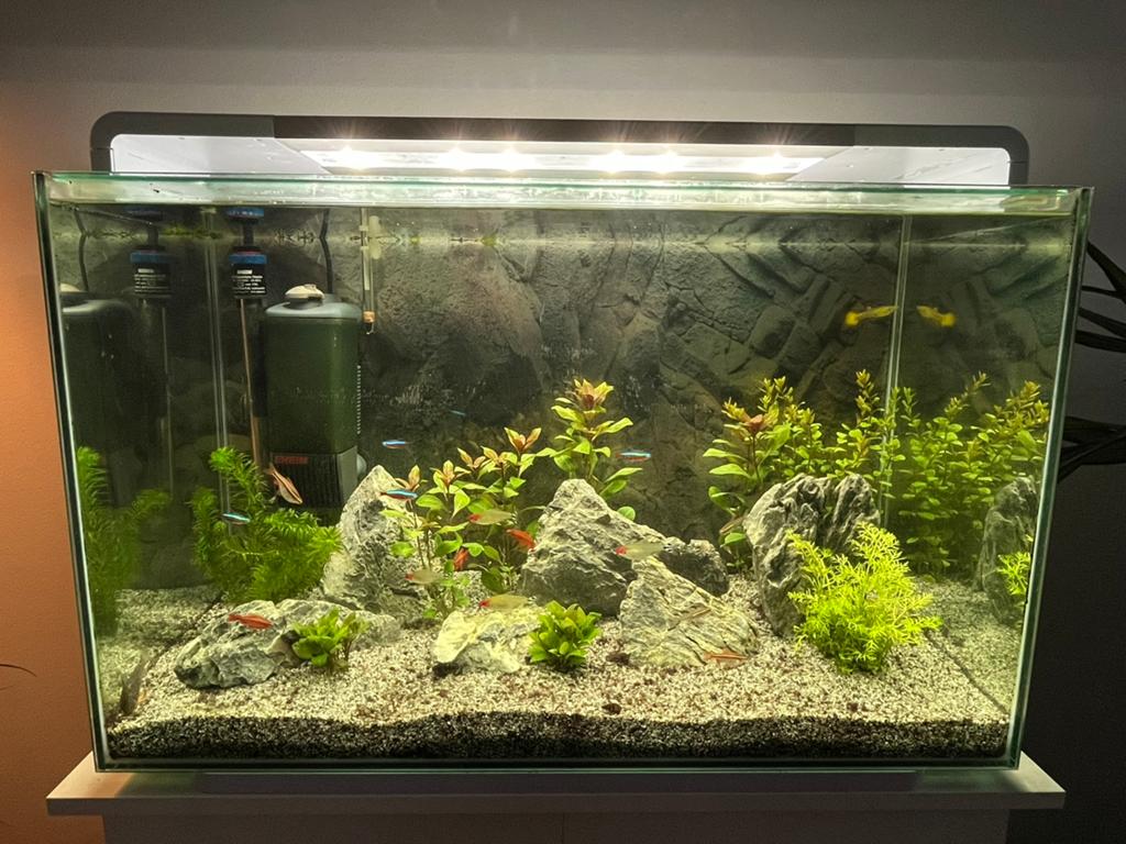 Superfish Aquarium Home 110 Led -Wit, Ophalen, Gebruikt, Gevuld zoetwateraquarium, Superfish