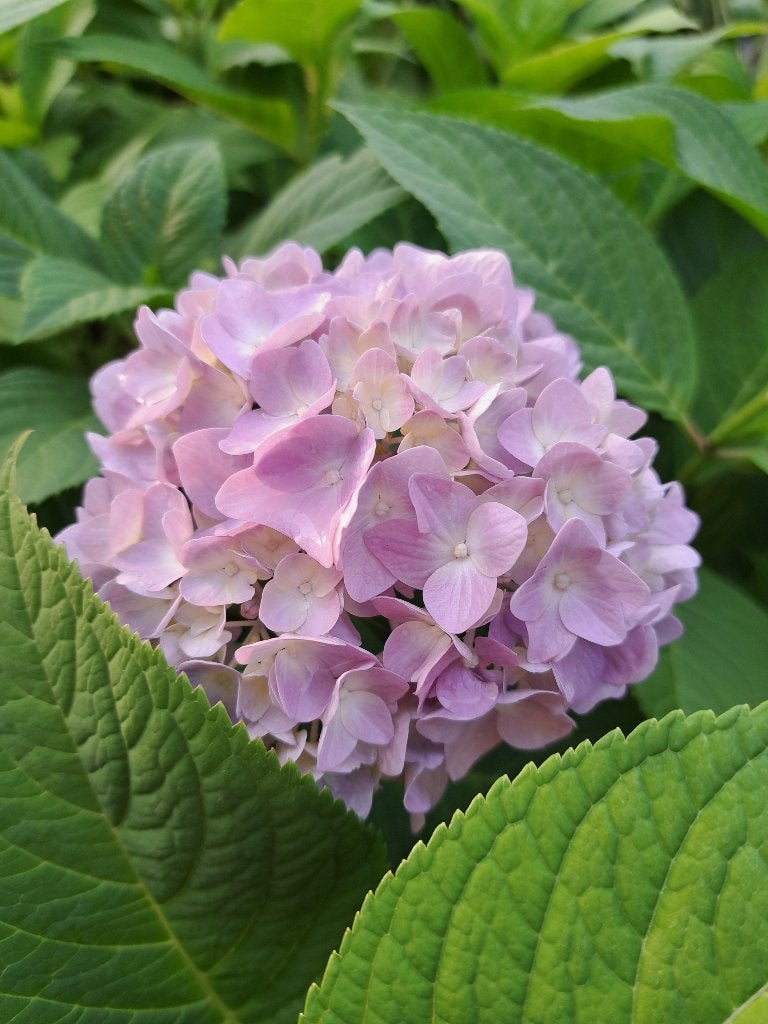 26 Hydrangea macrophylla Bodensee (Roze / Blauw) € 130,00!, Ophalen of Verzenden, Hortensia, Haag, Minder dan 100 cm