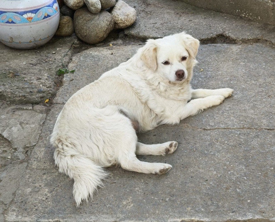 Blanca zoekt baasje, Dieren en Toebehoren, Honden | Niet-rashonden, 6 jaar of ouder, Particulier, Buitenland, Teef