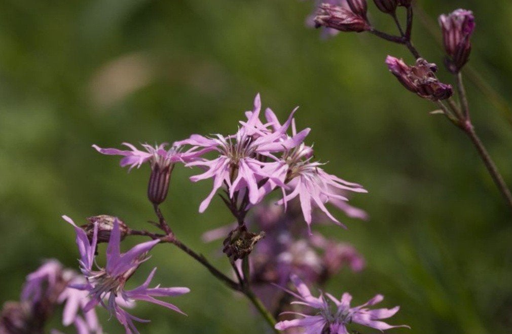 Echte Koekoeksbloem (Silene flos-cuculi) - Vaste plant, Vaste plant, Halfschaduw, Zomer, Ophalen