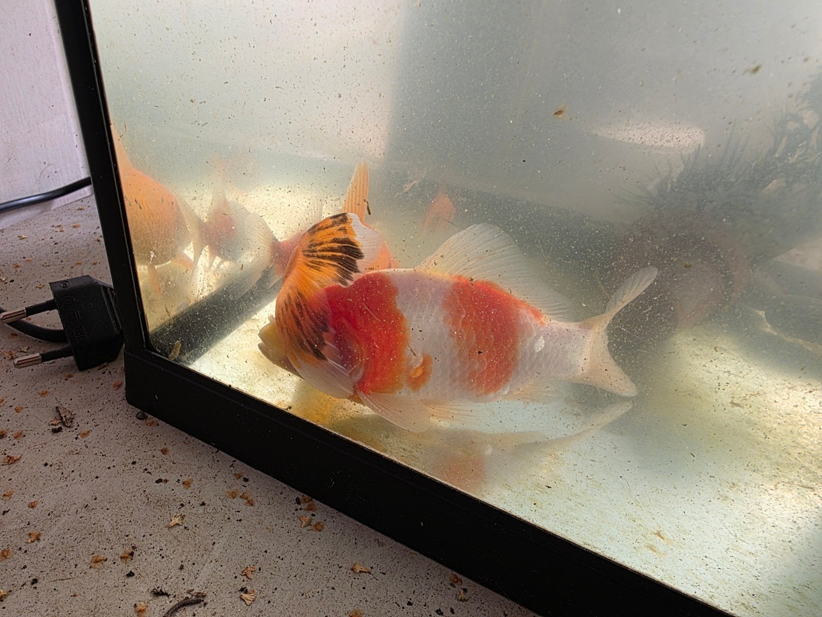 Goudvissen zoeken nieuwe vijver oof aquarium, Dieren en Toebehoren, Vissen | Vijvervissen, Goudvis(sen)