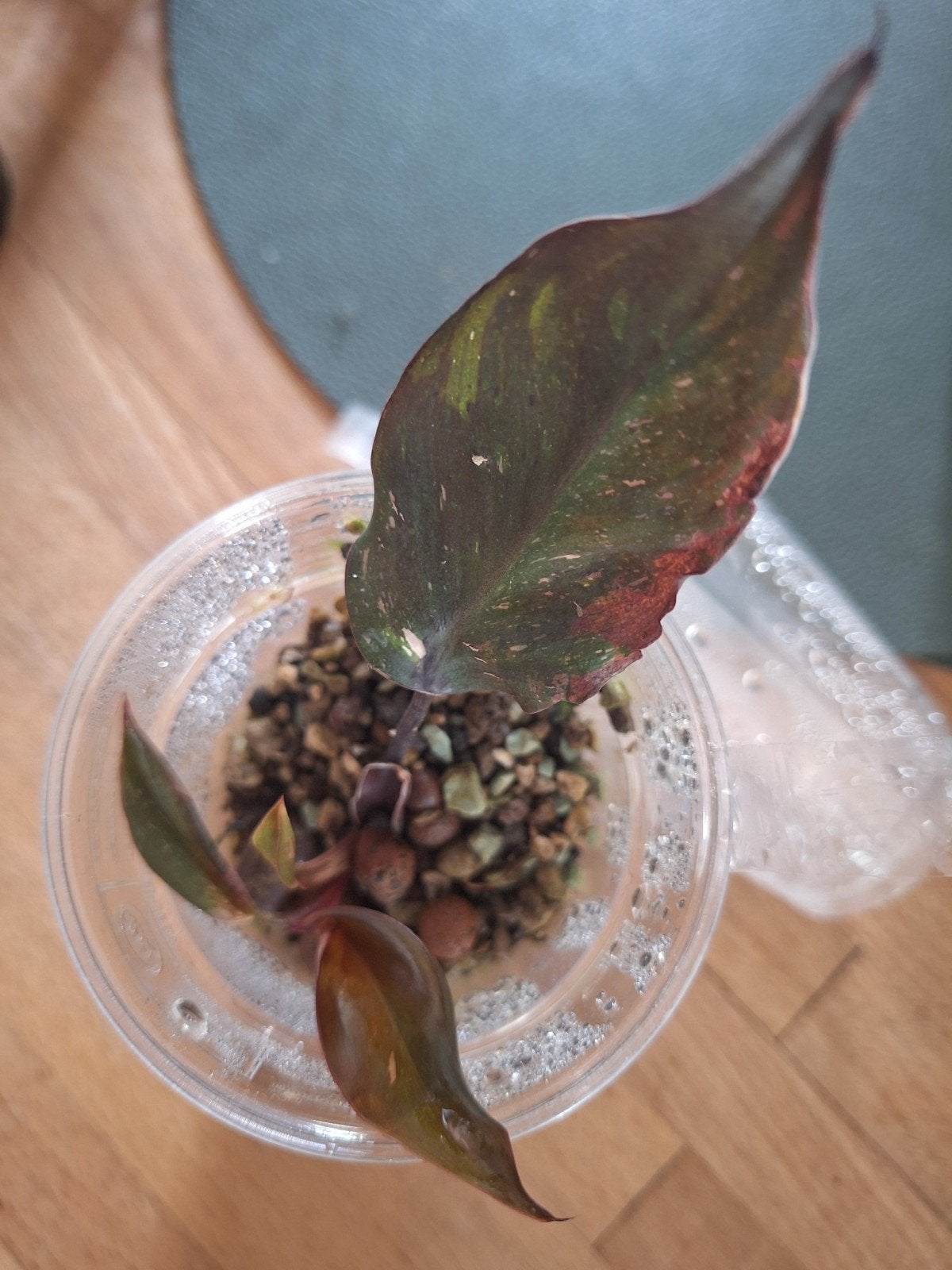 Philodendron, Ophalen of Verzenden