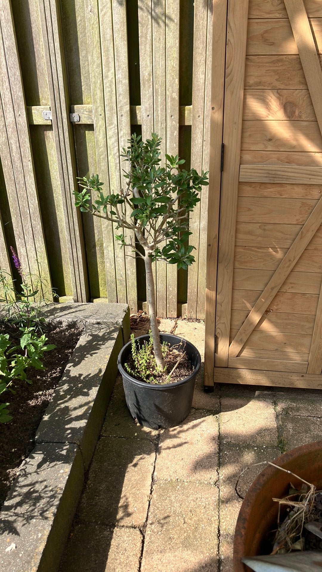 Klein olijfboompje, Tuin en Terras, Overige soorten, Lente, Minder dan 100 cm, Ophalen