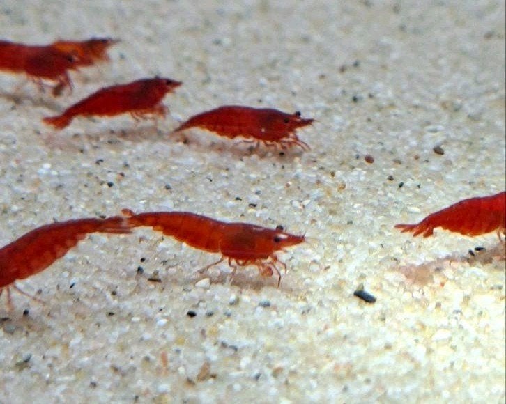neocaridina Sakura Fire Red, Kreeft, Krab of Garnaal