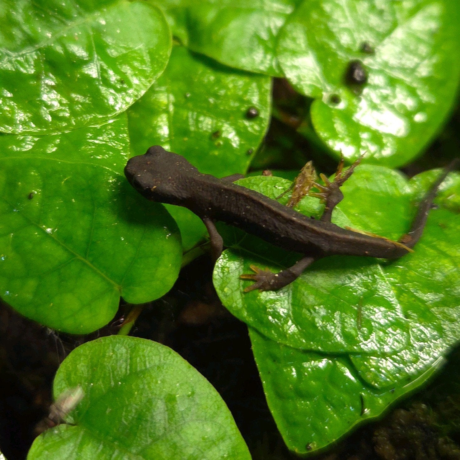 Zwaardstaart Salamander, 0 tot 2 jaar
