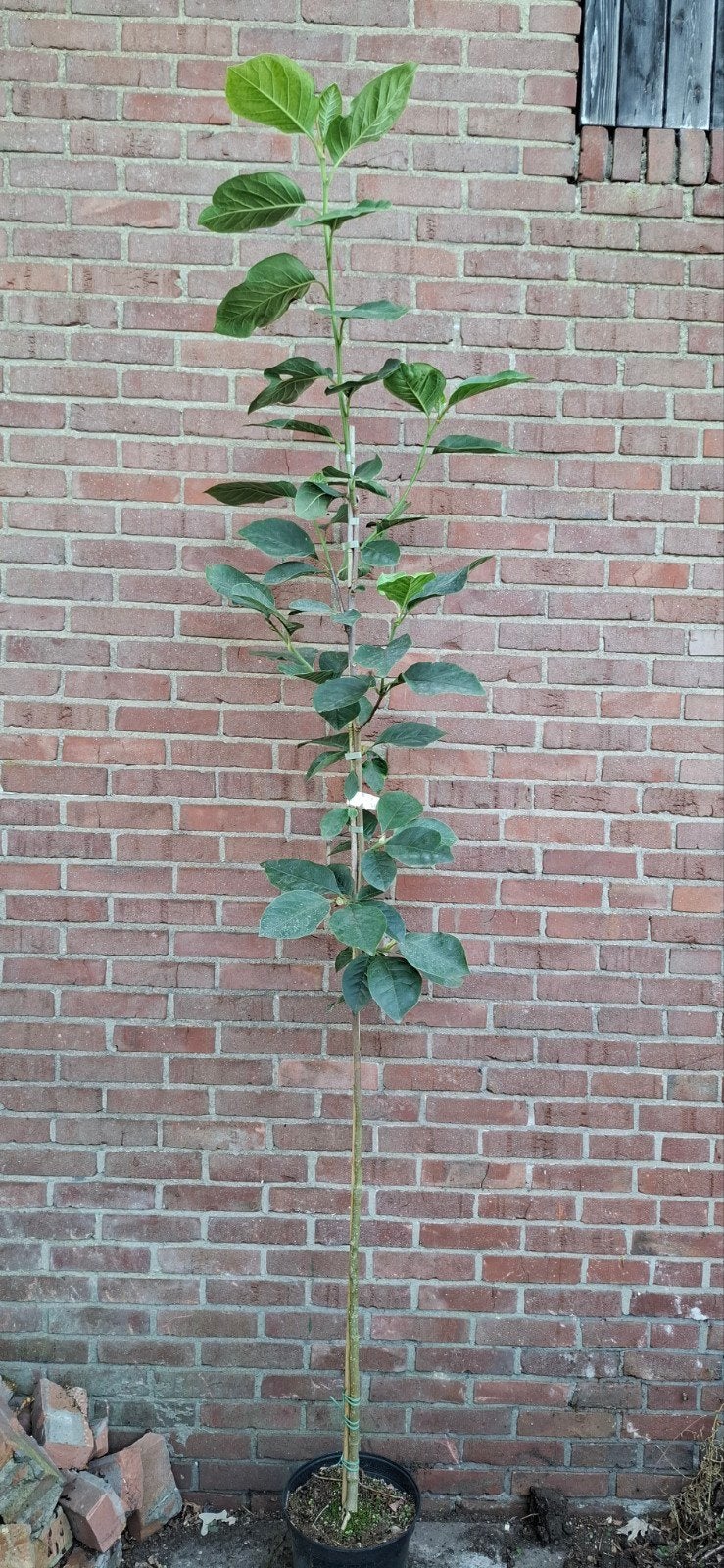 Magnolia 'Black tulip', Tuin en Terras, Ophalen, Lente, Volle zon, Overige soorten