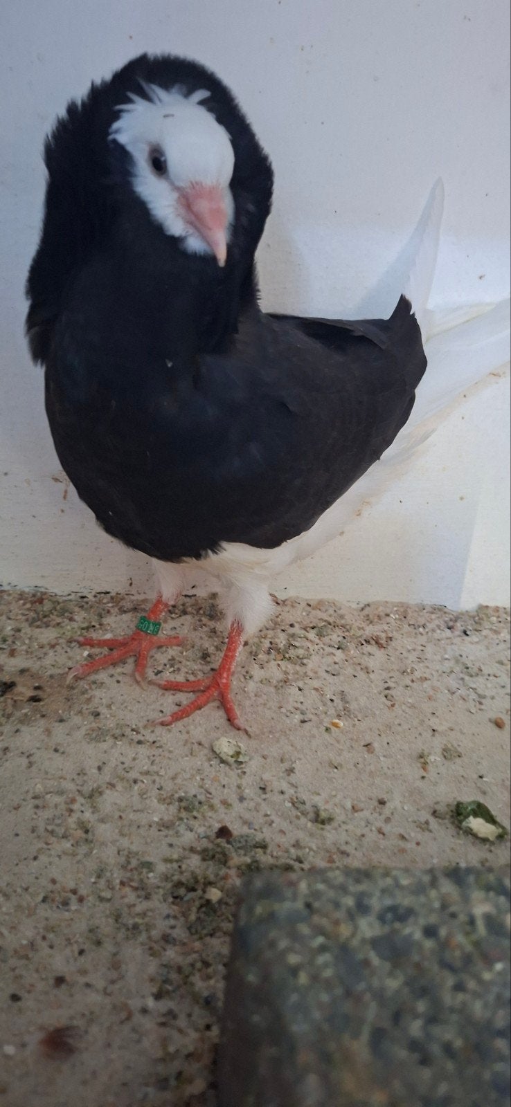 Te koop Mooie sierduiven Oudhollands kapucijnen duiven zwart, Dieren en Toebehoren, Vogels | Duiven, Meerdere dieren, Overige soorten