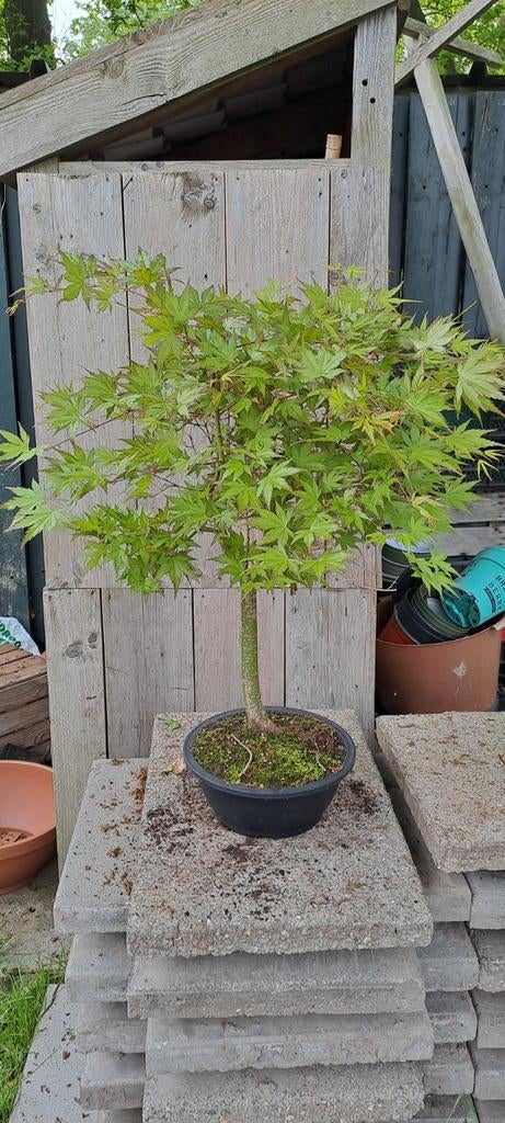 Bonsai Boom 3, Tuin en Terras, Bloeit niet, Halfschaduw, Minder dan 100 cm, Overige soorten