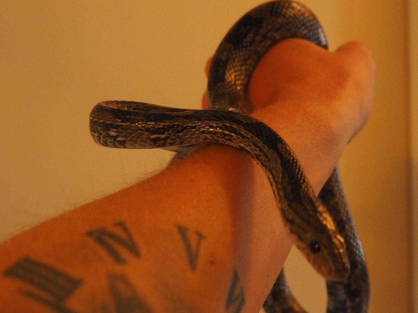 0.1 Pantherophis Guttatus Charcoal PB Corn Snake photo 4