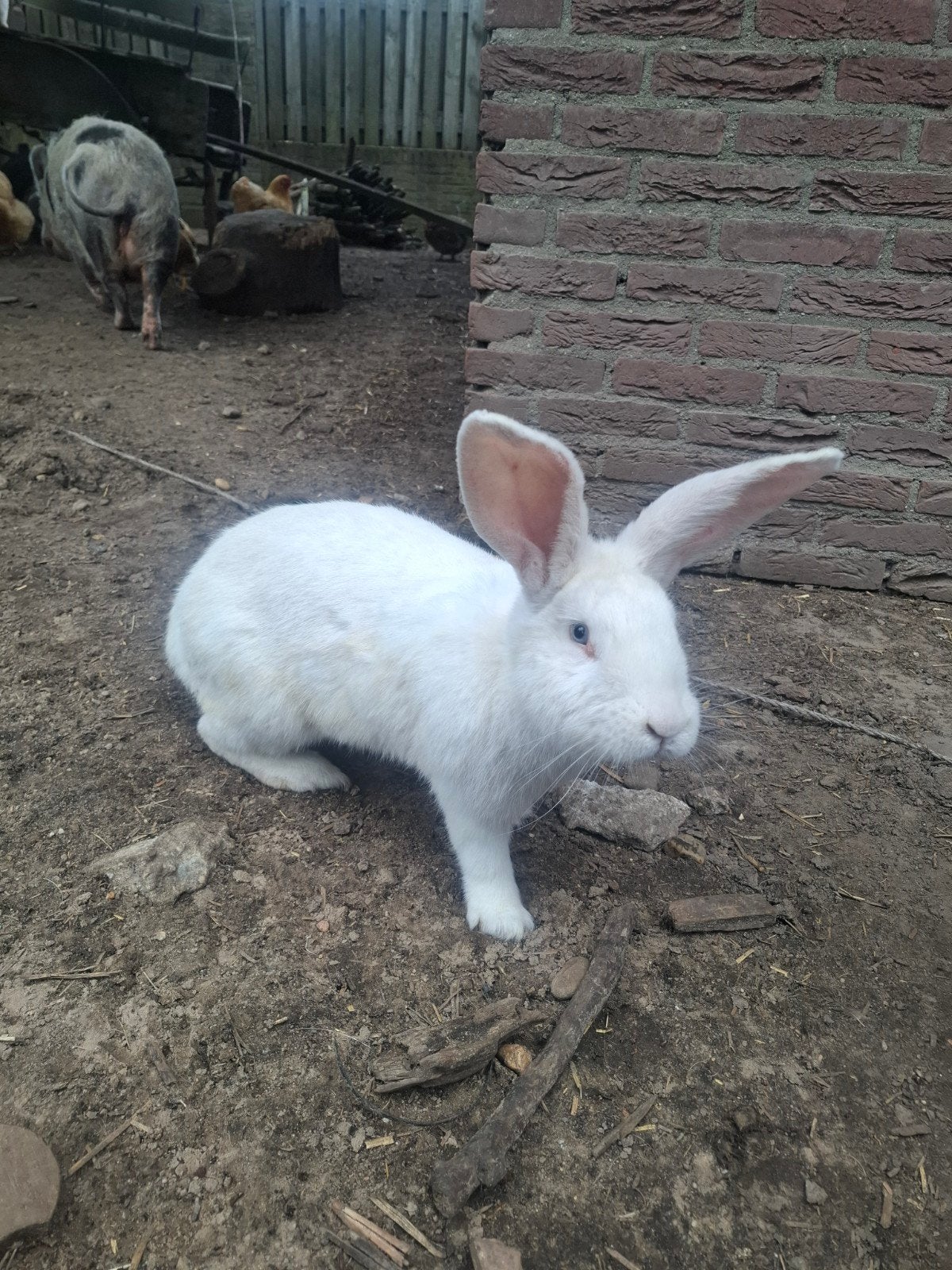 Duitse reuzen, Dieren en Toebehoren, Konijnen, Groot, Meerdere dieren