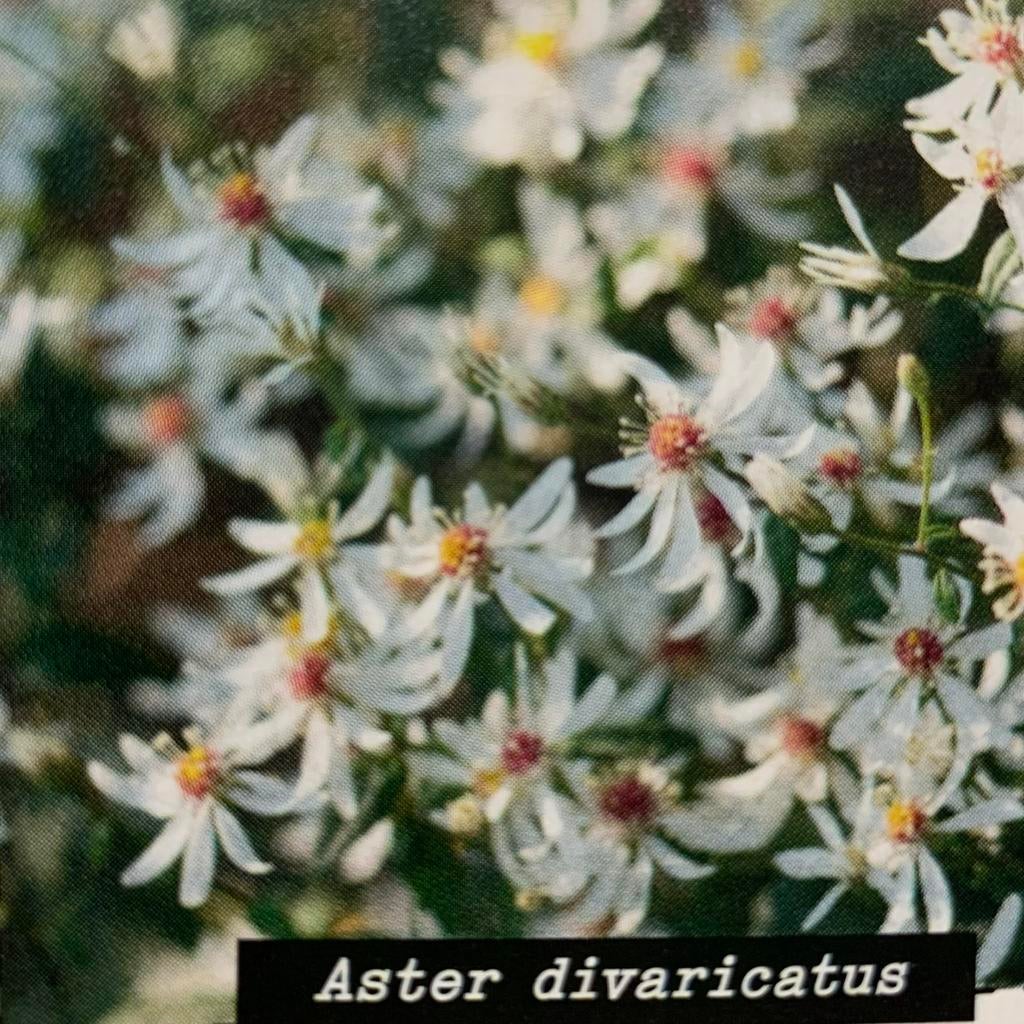 Te koop vaste plant Aster divaricatus sneeuwaster, Tuin en Terras, Planten | Tuinplanten, Ophalen, Overige soorten, Volle zon