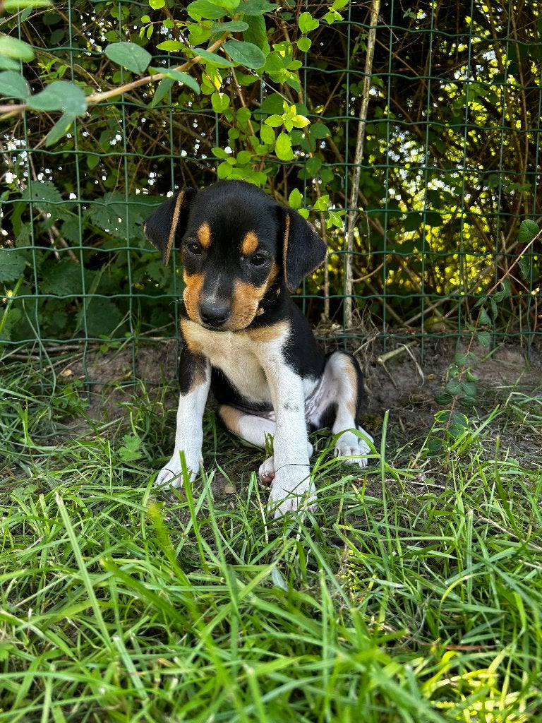Boerenfox pup, België, Particulier, 8 tot 15 weken, Teef