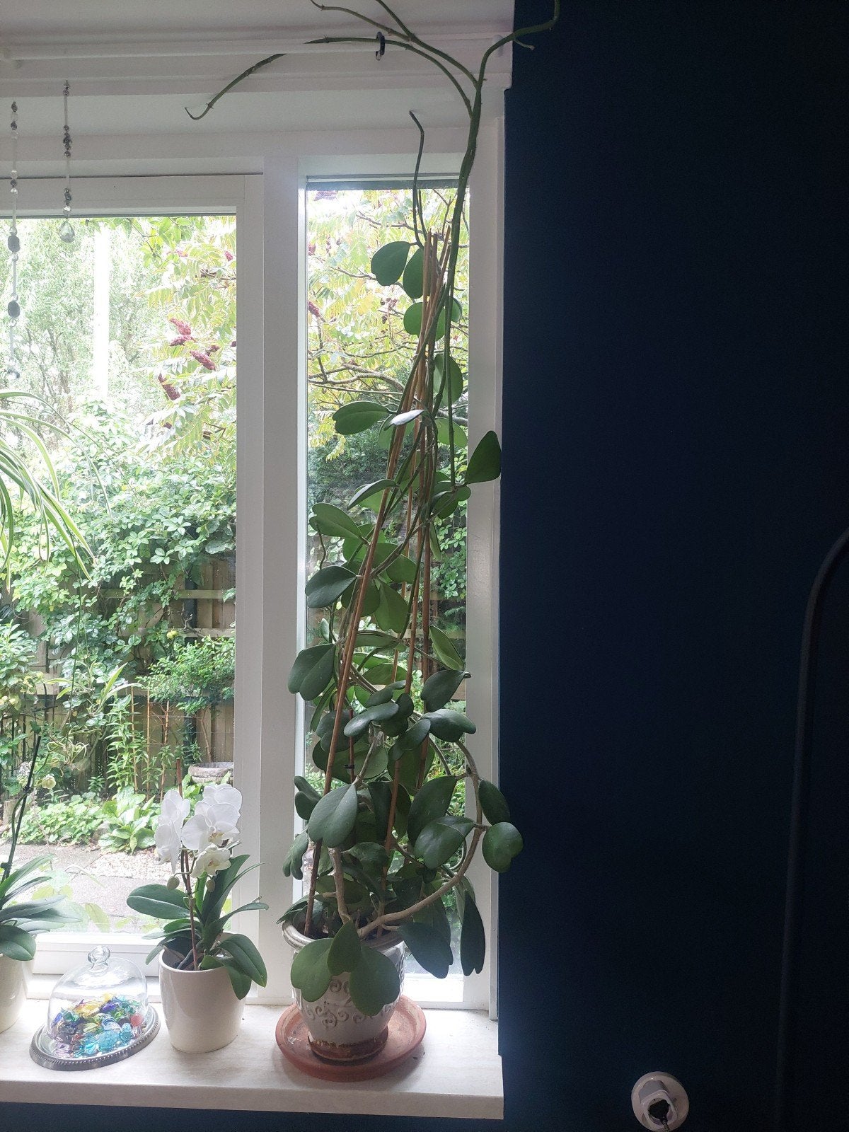 Grote Hoya Kerrii (Hartjesplant) op bamboestokken, Huis en Inrichting, Bloeiende kamerplant, Ophalen, 150 tot 200 cm