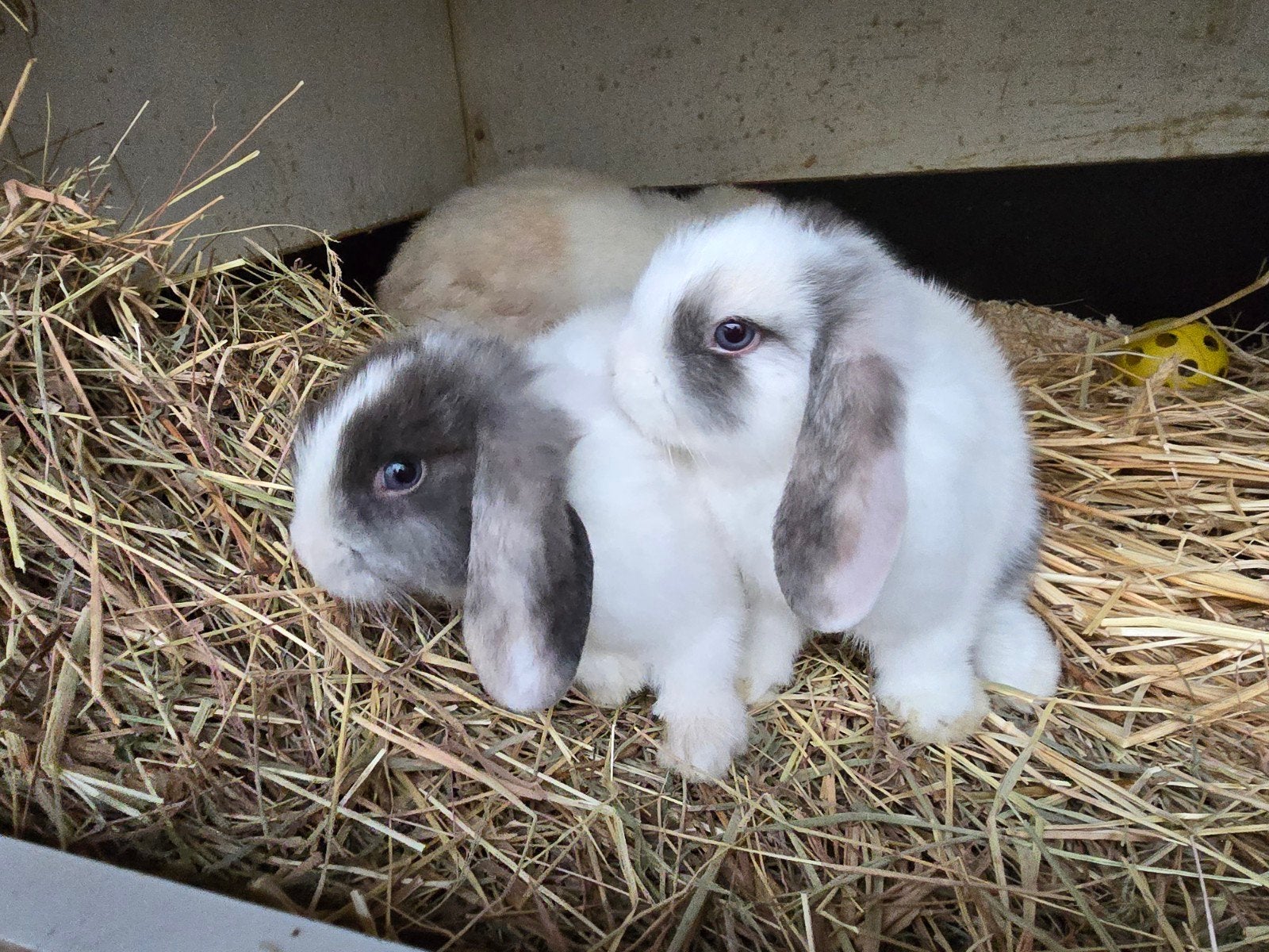ontzettend knap,hèèl erg tamme nhd/minilop koppel broer&zus, Dieren en Toebehoren, Meerdere dieren, Dwerg, Hangoor, 0 tot 2 jaar