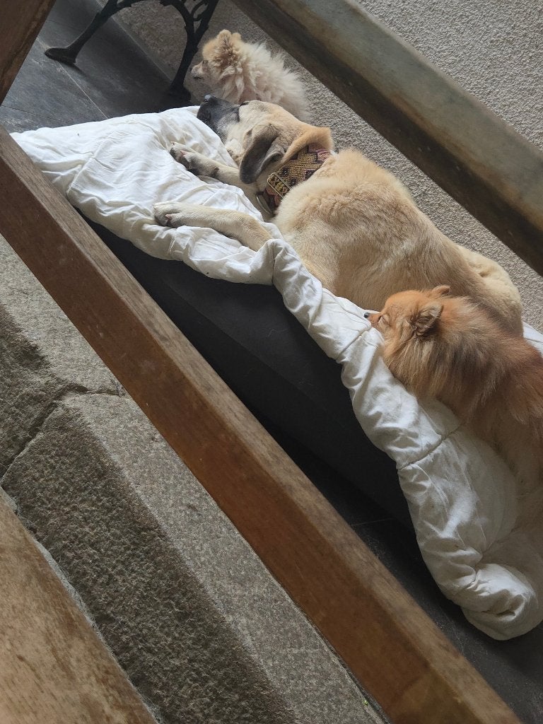 Kangal teef, Dieren en Toebehoren, 15 weken tot 1 jaar, Teef, Eén hond, Herder
