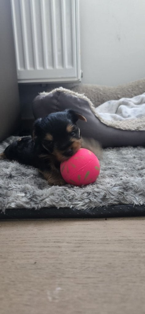 PRACHTIGE MINI YORKSHIRE TERRIER, Yorkshire Terriër, België, Particulier, Reu
