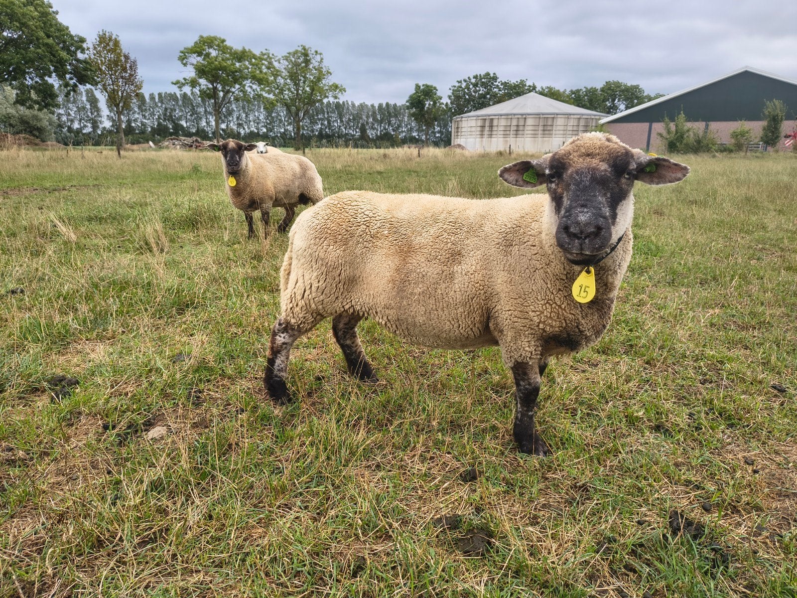 3 ooien van 2023 kruising Suffolk en Poll Dorset, Dieren en Toebehoren, Meerdere dieren, Schaap