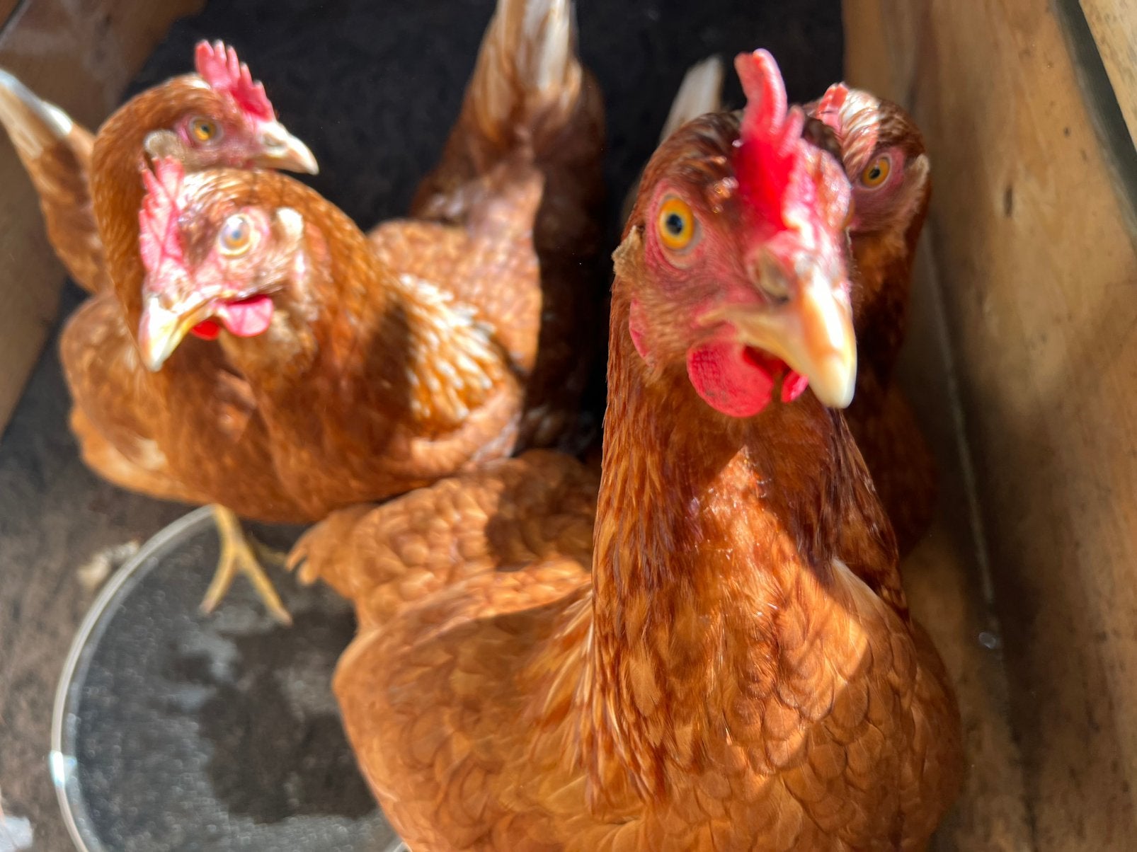 Leghennen, Dieren en Toebehoren, Pluimvee, Kip, Vrouwelijk